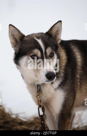 Die nördliche Schlittenhunderasse ist Alaskan Husky stark energisch und winterhart. Grauroter Hund mit weißem Streifen auf Schnauzenportrait aus nächster Nähe Winterschnee. Mesti Stockfoto