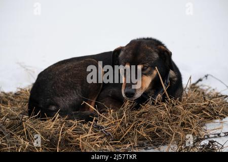 Die nördliche Schlittenhunderasse ist Alaskan Husky stark energisch und winterhart. Grauroter glatter Hund mit Floppohren liegt im Winter auf Heu und im Schnee Stockfoto