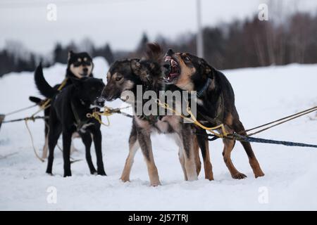 Die nördliche Schlittenhunderasse Alaskan Husky ist energisch und winterhart. Team von Schlittenhunden. Ein emotionaler Hund bellt laut auf einen Begleiter in der Nähe. Schneebedeckter Winter Stockfoto