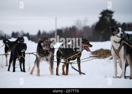 Der nördliche Schlittenhund Rasse Alaskan Husky kräftig energisch und winterhart. Mestizen stehen im Geschirr und warten auf den Start des Rennens oder der langen Distanz Stockfoto