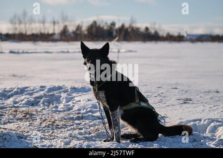 Die nördliche Schlittenhunderasse Alaskan Husky ist energisch und winterhart. Schwarzer Hund mit weißen Flecken auf seiner Pfote ist im Geschirr an einer Kette gebunden und sitzt darin Stockfoto