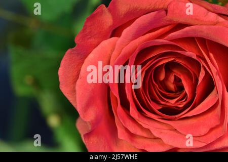 Nahaufnahme eine einzelne rote Rose mit viel Grün im Hintergrund Stockfoto