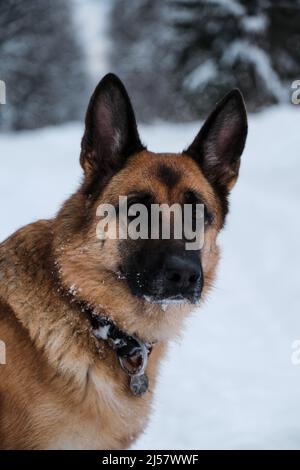 Schöne reinrassige Hund im Winter Park. Porträt von schwarz roten Schäferhund vor dem Hintergrund von Schnee und Wald. Sitzt und schaut vorsichtig voraus. Stockfoto