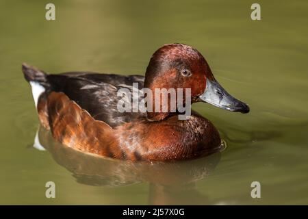 Ferruginöse Ente - Aythya nyroca, schöne farbige Ente aus euroasiatischen Süßgewässern und Feuchtgebieten, Kroatien. Stockfoto