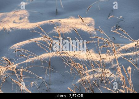 Trockenes gefrorenes Gras wächst unter Schneeverwehungen im verschneiten Winterfeld. Von Grashalmen ziehen sich kalte Schatten über das Feld. Sonnenlicht beleuchtet die Pflanze Stockfoto