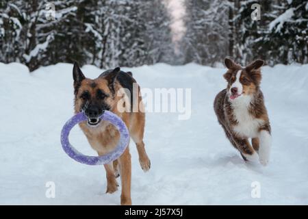 Rot und schwarz Deutscher Schäferhund läuft schnell entlang verschneiten Waldstraße mit runden Spielzeug. Aktiver und energischer Spaziergang mit zwei Hunden im Winterpark. Aussie p Stockfoto