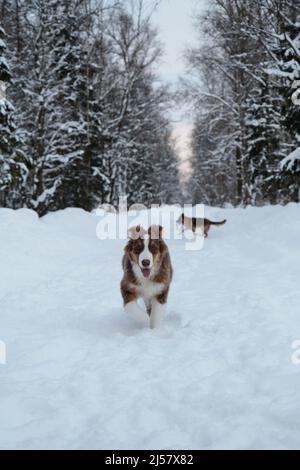 Aktiver und energischer Spaziergang mit zwei Hunden im Winterpark. Aussie Welpe läuft entlang verschneiten Waldstraße voraus, Freund Deutscher Schäferhund läuft aus Stockfoto