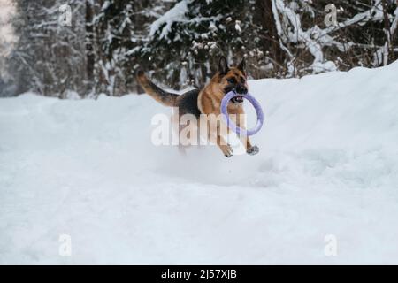 Rot und schwarz Deutscher Schäferhund läuft schnell entlang verschneiten Waldstraße mit blauen runden Spielzeug in den Zähnen. Aktiver und energischer Spaziergang mit Hund im Winterpark. Stockfoto