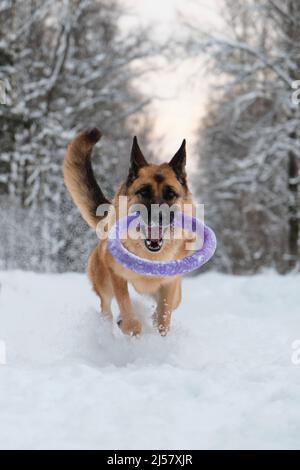 Rot und schwarz Deutscher Schäferhund läuft schnell entlang verschneiten Waldstraße mit blauen runden Spielzeug in den Zähnen. Aktiver und energischer Spaziergang mit Hund im Winterpark. Stockfoto