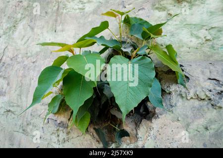 Eine heilige Feige (Ficus religiosa), die aus einer Wand hervortritt. Es wird auch als Bodhi-Baum, Pippala-Baum, Peepul-Baum, Peepal-Baum, Pipal-Baum, Oder Aschwat Stockfoto