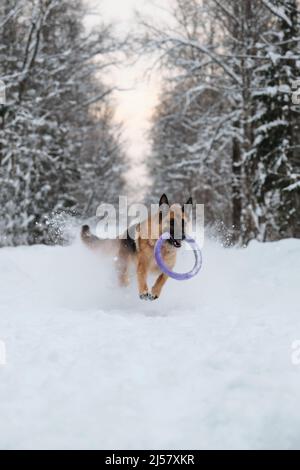 Rot und schwarz Deutscher Schäferhund läuft schnell entlang verschneiten Waldstraße mit blauen runden Spielzeug in den Zähnen. Aktiver und energischer Spaziergang mit Hund im Winterpark. Stockfoto