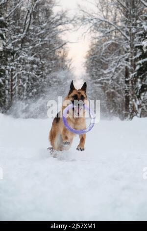 Rot und schwarz Deutscher Schäferhund läuft schnell entlang verschneiten Waldstraße mit blauen runden Spielzeug in den Zähnen. Aktiver und energischer Spaziergang mit Hund im Winterpark. Stockfoto