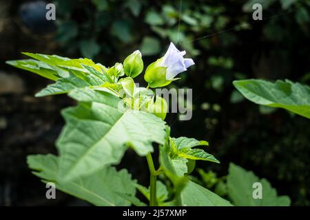 Eine Nahaufnahme von Okra (Abelmoschus esculentusflower), die im indischen Garten blüht. Okra-Blüten blühen in der Regel weniger als einen Tag vor dem Abfallen Stockfoto