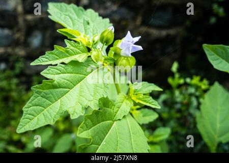 Eine Nahaufnahme von Okra (Abelmoschus esculentusflower), die im indischen Garten blüht. Okra-Blüten blühen in der Regel weniger als einen Tag vor dem Abfallen Stockfoto