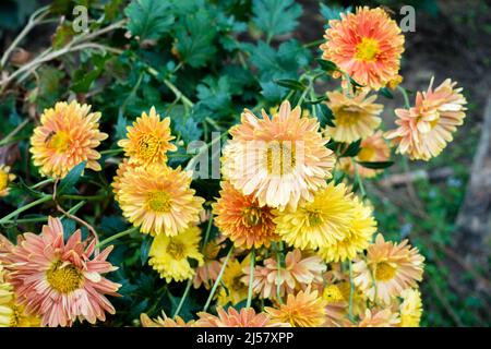 Eine Nahaufnahme von Chrysanthemen Blumen und Blättern. Manchmal auch als Mütter oder chrysanthen bezeichnet, sind blühende Pflanzen der Gattung Chrysantheme in der Familie Stockfoto