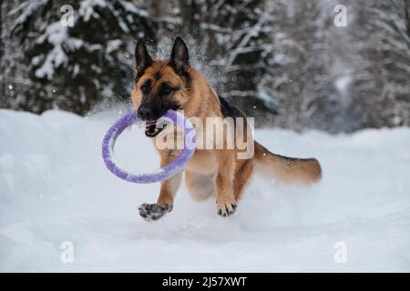 Rot und schwarz Deutscher Schäferhund läuft schnell entlang verschneiten Waldstraße mit blauen runden Spielzeug in den Zähnen. Aktiver und energischer Spaziergang mit Hund im Winterpark. Stockfoto