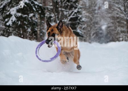 Rot und schwarz Deutscher Schäferhund läuft schnell entlang verschneiten Waldstraße mit blauen runden Spielzeug in den Zähnen. Aktiver und energischer Spaziergang mit Hund im Winterpark. Stockfoto