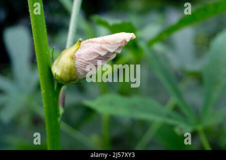 Eine Nahaufnahme von Okra (Abelmoschus esculentusflower), die im indischen Garten blüht. Okra-Blüten blühen in der Regel weniger als einen Tag vor dem Abfallen Stockfoto