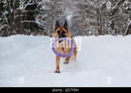 Rot und schwarz Deutscher Schäferhund läuft schnell entlang verschneiten Waldstraße mit blauen runden Spielzeug in den Zähnen. Aktiver und energischer Spaziergang mit Hund im Winterpark. Stockfoto