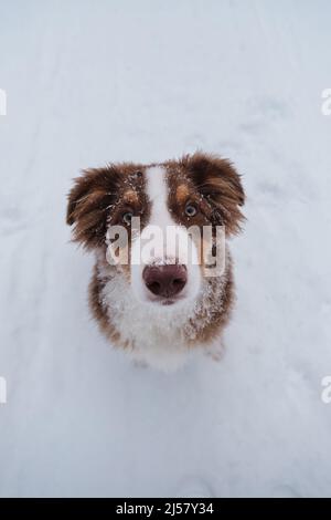 Porträt des australischen Schäferhundes in verschneiten Winter Nahaufnahme. Aussie Red Tricolor ist ein junger Hund mit grünen Augen und weißem Streifen an der Schnauze. Schokolade Stockfoto