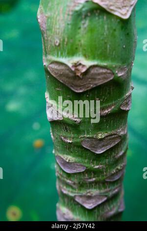 Eine Nahaufnahme des Papaya-Baumstamms. Die Papaya-Pflanze gilt als ein Baum, obwohl ihre Palme wie Stamm, ist nicht so holzig. Stockfoto