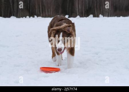 Australian Shepherd Welpen rot tricolor auf Spaziergang im verschneiten Winter Park. Der Aussie steht mit der Zunge, die neben der orangen Scheibe ragt, müde nach aktivem Ga Stockfoto