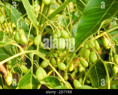 Indische Fliedersamen, Früchte und Blätter. Azadirachta indica, allgemein bekannt als Neem, Nimtree oder indische Flieder, ist ein Baum in der Familie der Mahagoni Meliaceae. Stockfoto