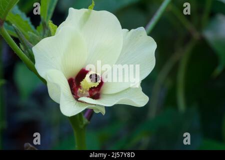 Eine Nahaufnahme von Okra (Abelmoschus esculentusflower), die im indischen Garten blüht. Okra-Blüten blühen in der Regel weniger als einen Tag vor dem Abfallen Stockfoto