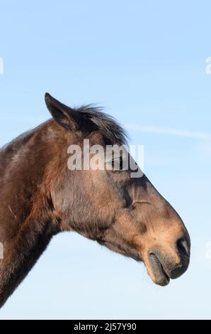 Seitenansicht Porträt eines dunkelbraunen Oldenburger Warmblutpferdes (Equus ferus caballus) mit Details und Fokus auf den Kopf Stockfoto