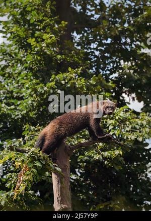 Wolverine aka wolverene - Gulo gulo - ruht auf trockenem Baum, verschwommener Waldhintergrund. Stockfoto