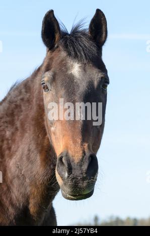 Kopfporträt eines dunkelbraunen Oldenburger Warmblutpferdes, das direkt in die Kamera blickt Stockfoto