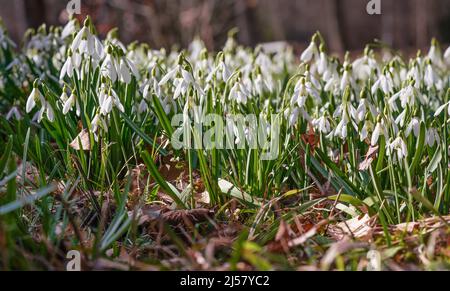 Sonne scheint auf vielen weißen Schneeglöckchen - Galanthus nivalis - Blumen wachsen im Wald, Nahaufnahme Detail. Stockfoto