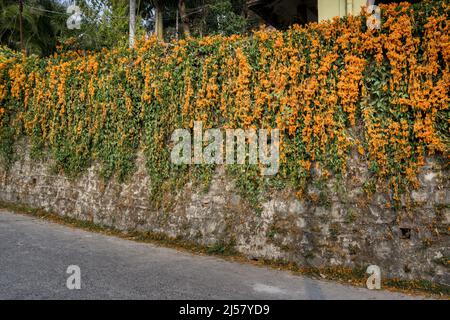 Eine Wand mit der Begonia Venusta Pflanze Pyrostegia venusta, auch bekannt als Flamevine oder Orange Trompetine. Stockfoto