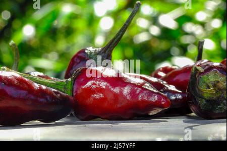 Eine Nahaufnahme von roten Chilischoten mit grünen Kappen auf weißem Hintergrund. Chili aus der Vogelperspektive Stockfoto