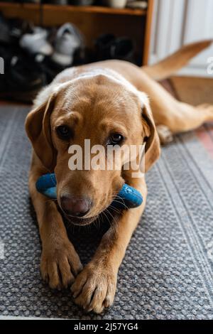 Ein Labrador-Welpe kaut auf einem Kaugummi-Kauspielzeug, um Zahnschmerzen zu lindern und ihn zu stimulieren und zu unterhalten Stockfoto