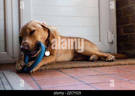 Ein Labrador-Welpe kaut auf einem Kaugummi-Kauspielzeug, um Zahnschmerzen zu lindern und ihn zu stimulieren und zu unterhalten Stockfoto