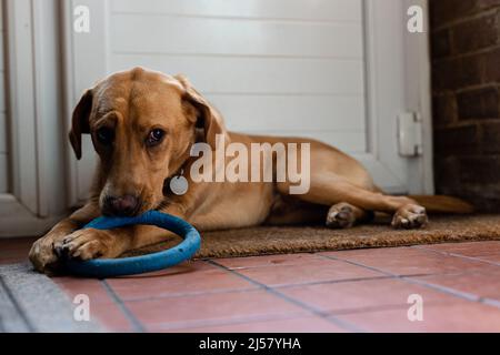 Ein Labrador-Welpe kaut auf einem Kaugummi-Kauspielzeug, um Zahnschmerzen zu lindern und ihn zu stimulieren und zu unterhalten Stockfoto