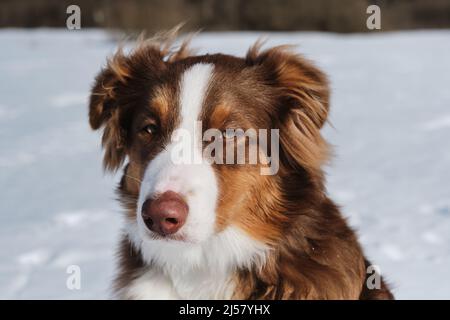 Porträt von niedlichen Teenager Australian Shepherd Welpen rot tricolor mit Schokolade Nase und intelligente Augen. Der junge Aussie sitzt im Winterfrost auf Schnee Stockfoto