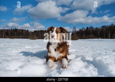 Der junge Aussie liegt im Winter auf Schnee an frostigen sonnigen Tagen vor blauem Himmel und weißen Wolken. Porträt von niedlichen Teenager Australian Shepherd Welpen roten Tricolo Stockfoto