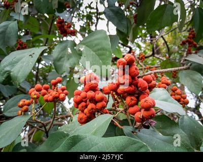 Nahaufnahme der Samen und Blätter von Cheesewood (Pittosporum). Pittosporum ist eine Gattung von etwa 200 Arten blühender Pflanzen aus der Familie Pittos Stockfoto