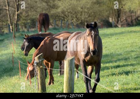 Braune Oldenburger und Hannoveraner Warmblutpferde (Equus ferus caballus) wandern und grasen auf einer Weide im Grünen in Deutschland Stockfoto