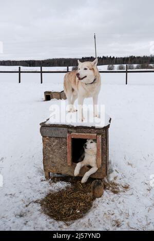 Der charmante Schlittenhund aus dem Norden gewinnt an Kraft und Energie. Der zweite rote Hund steht auf dem Dach der Kabine und blickt vorsichtig voraus. Graue sibirische Husky ist re Stockfoto