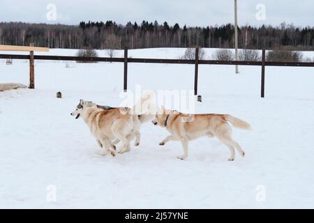 Drei sibirische rote und graue Huskies laufen in Voliere vor Waldgrund durch weißen Schnee. Charmante aktive Hunde auf der Wanderung haben Spaß und spielen toge Stockfoto