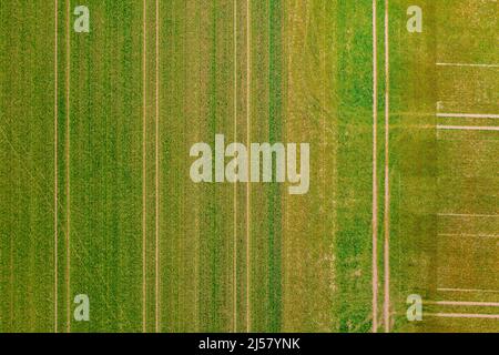 Traktorlinien in einem grünen Feld im Frühjahr aus direkter Sicht der Drohne Stockfoto