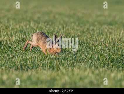 Brauner Hage läuft über den Weizen der Bauern. Es zeigt Springen mit langen kräftigen Hinterbeinen. Suffolk, Großbritannien. Stockfoto