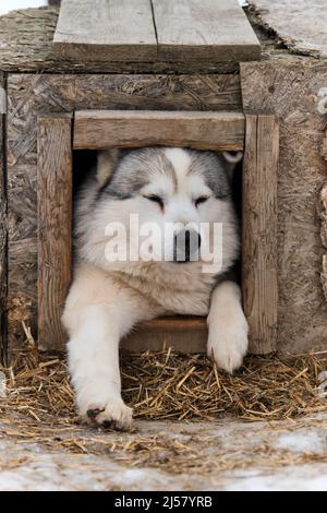 Ein grauweißer sibirischer Husky schläft in der Kabine und genießt Ruhe. Charmanter Schlittenhund aus dem Norden auf der Ruhe, gewinnt an Kraft und Energie. Stockfoto