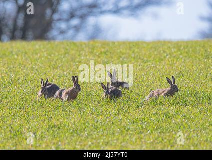 Five Mad March hasen in einer Raserei, die ein Weibchen über die Weizenfelder von Suffolk jagt. VEREINIGTES KÖNIGREICH Stockfoto