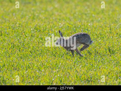 Brauner Hage springt über den Weizen der Bauern. Es zeigt aufgerollt, sprang mit langen kräftigen Hinterbeinen. Suffolk, Großbritannien. Stockfoto