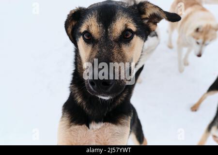 Schwarz und braun niedlichen Alaskan Husky Welpen mit intelligenten braunen Augen, Nahaufnahme Porträt. Hund mit lustigen verschiedenen Richtungen Ohren sieht sorgfältig aus. Lustig Stockfoto