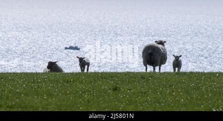 Blick auf das Meer . Ragen Sie Schafe auf tauem Gras gegen das schimmernde Wasser des Ärmelkanals. Sussex, Großbritannien Stockfoto